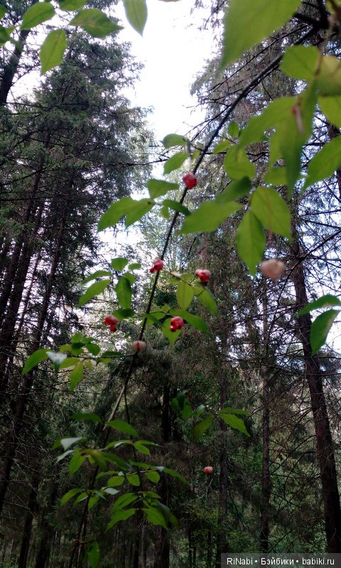 Лес Юрского периода, или прогулка с динозаврами