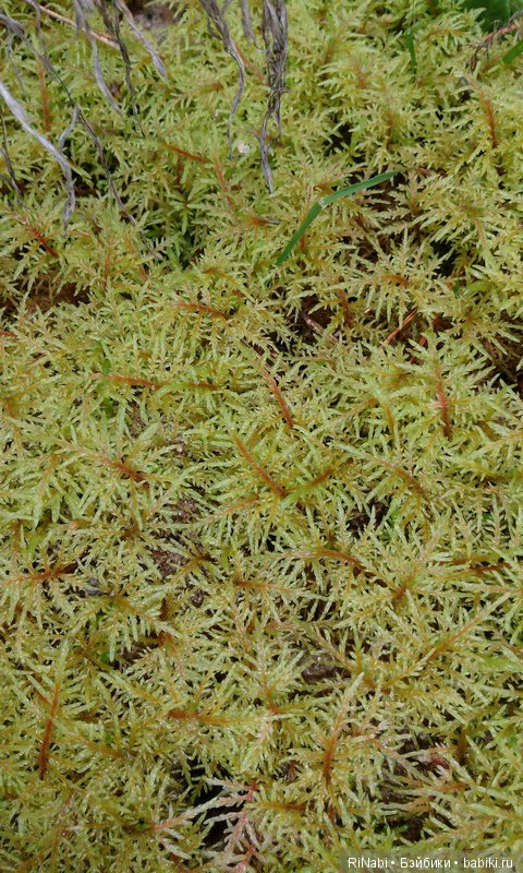 Лес Юрского периода, или прогулка с динозаврами