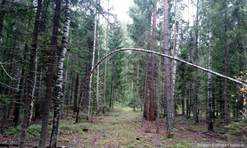 Лес Юрского периода, или прогулка с динозаврами