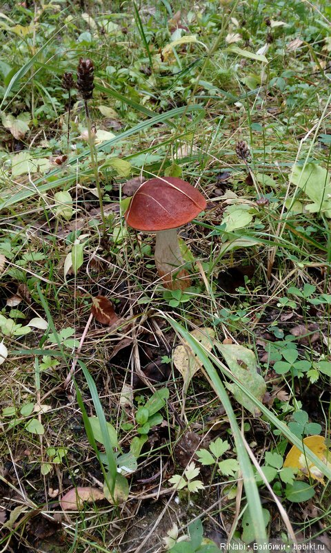 Лес Юрского периода, или прогулка с динозаврами