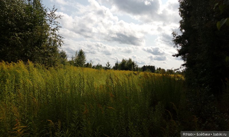 Лес Юрского периода, или прогулка с динозаврами