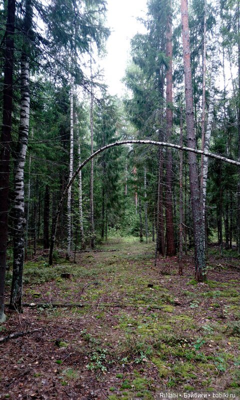 Лес Юрского периода, или прогулка с динозаврами