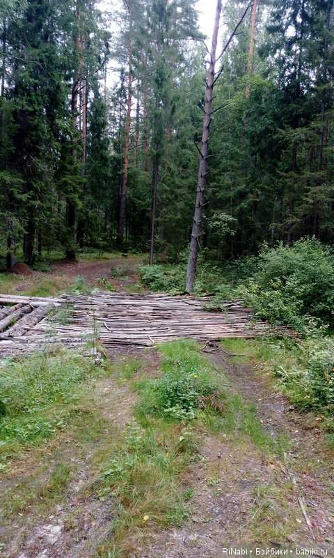 Лес Юрского периода, или прогулка с динозаврами