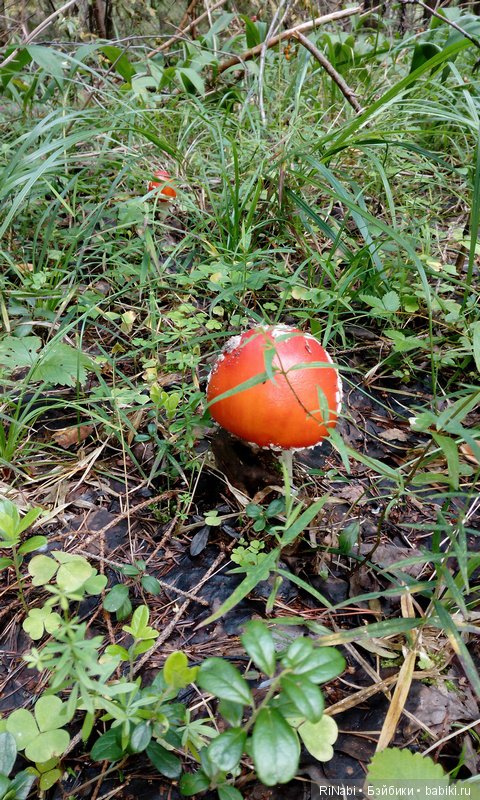 Лес Юрского периода, или прогулка с динозаврами