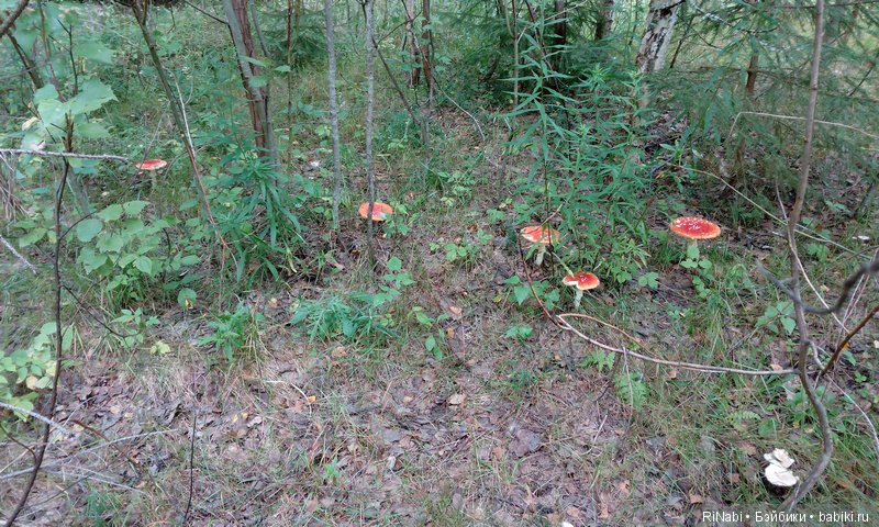 Лес Юрского периода, или прогулка с динозаврами