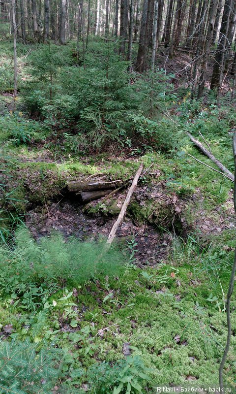 Лес Юрского периода, или прогулка с динозаврами