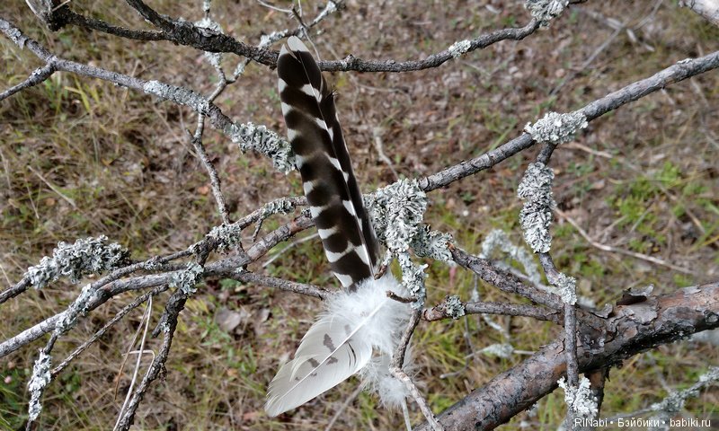 Лес Юрского периода, или прогулка с динозаврами