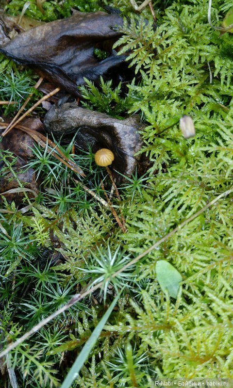 Лес Юрского периода, или прогулка с динозаврами