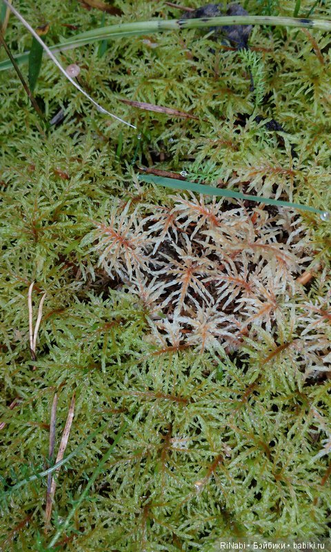 Лес Юрского периода, или прогулка с динозаврами