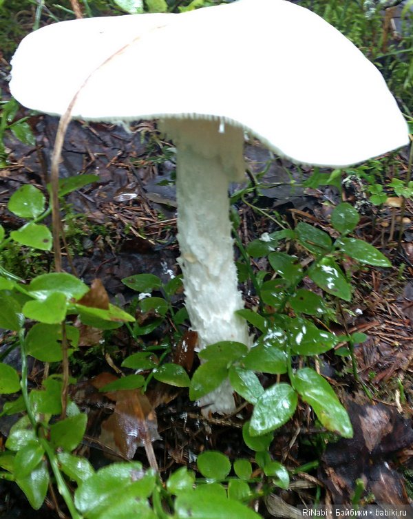 Тишка + Машка — Куклы Маша и Медведь (Simba): Маша в кармашке (фото 7)