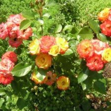 Задания для Золушки