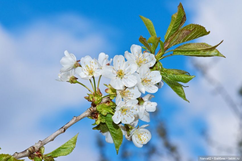 4 декабря - Санта Барбара) (фото 3)