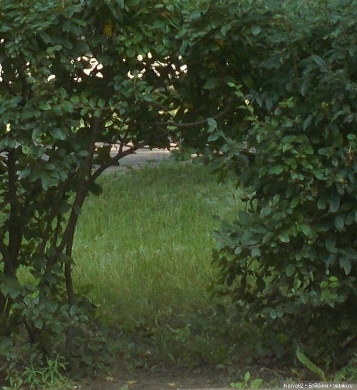 Мои первые и последние. Последние ли? - 2 (фото 6)