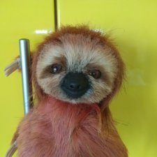 Ленивцы в разных техниках