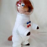 Выдра-астронавт