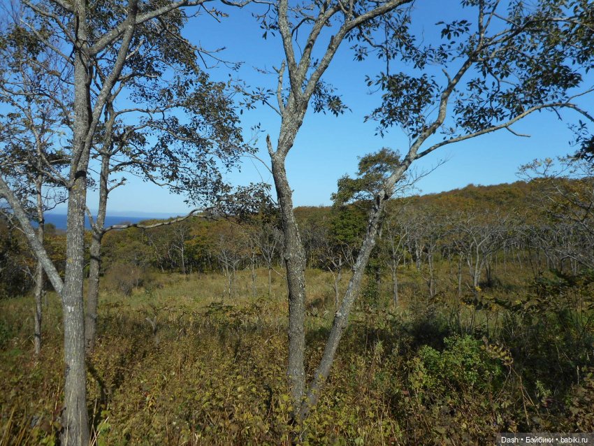 Осень на побережье (Fairyland minifee, Azone Pure Neemo) (фото 5)