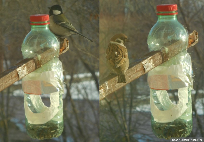 Экологический праздник – Синичкин день (фото 10)