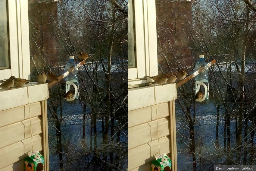 Экологический праздник – Синичкин день