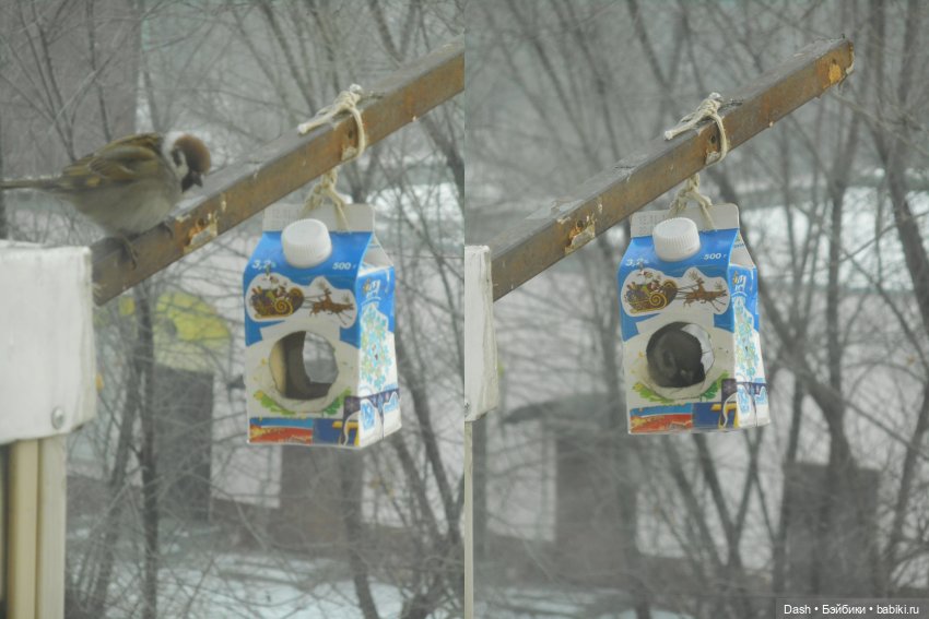 Экологический праздник – Синичкин день