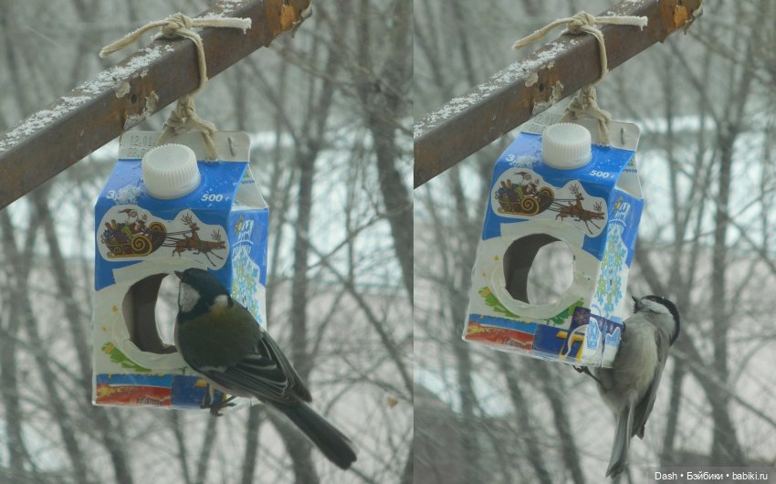 Экологический праздник – Синичкин день (фото 5)