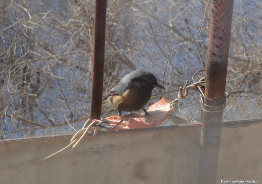 Экологический праздник – Синичкин день (фото 8)