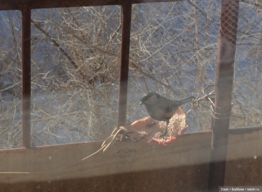 Экологический праздник – Синичкин день (фото 9)