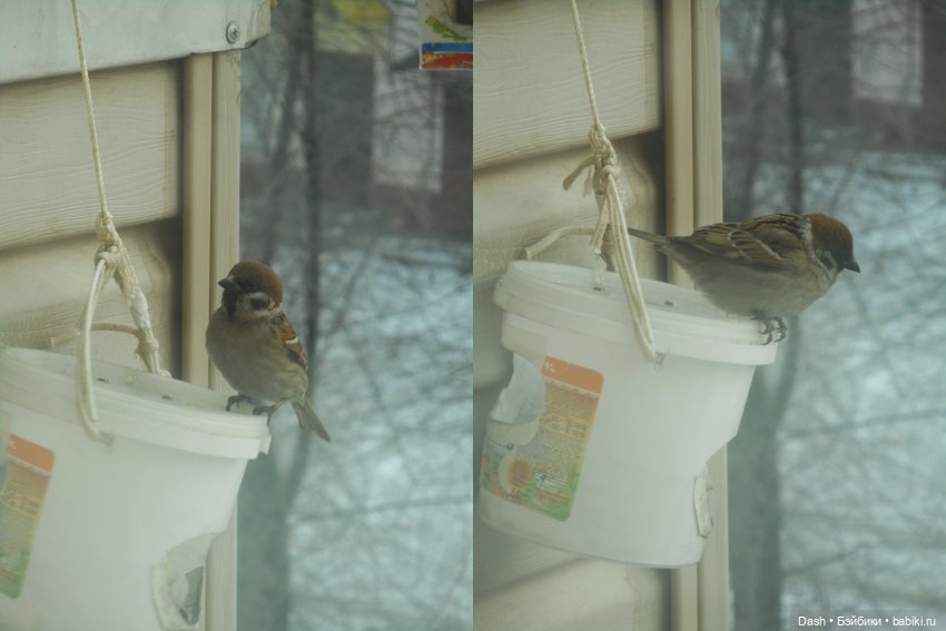 Экологический праздник – Синичкин день (фото 6)