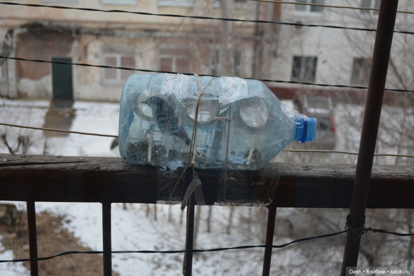 Экологический праздник – Синичкин день (фото 7)