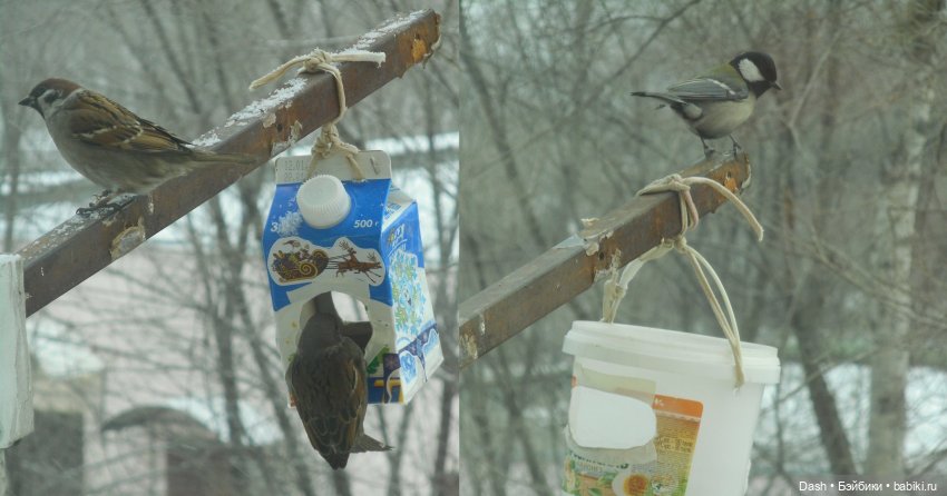 Экологический праздник – Синичкин день