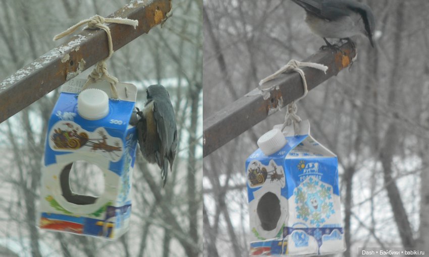 Экологический праздник – Синичкин день