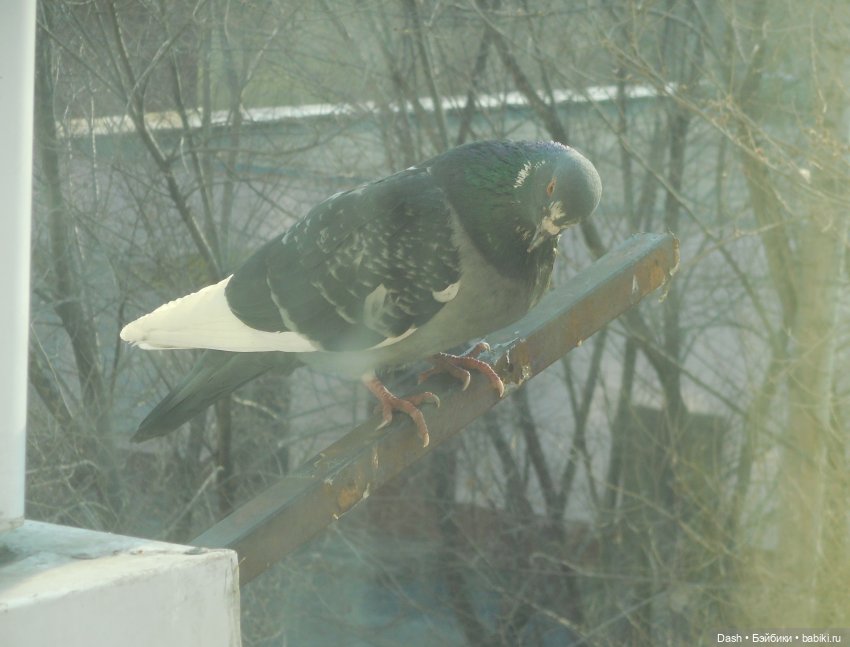 Экологический праздник – Синичкин день