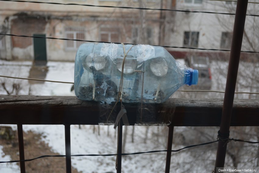 Экологический праздник – Синичкин день