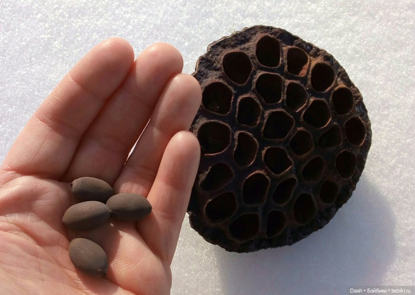 Тайна ледяного озера — Аниме куклы (MJD/Винил): Imomo (фото 8)