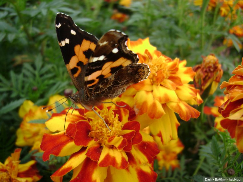 Непоседа Ина: большая и маленькая (фото 3)