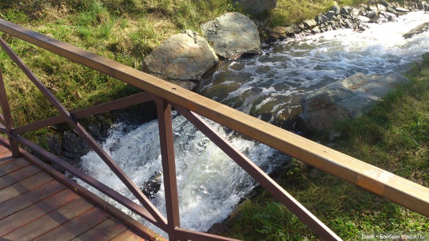 Кошки в большом парке на острове (фото 9)