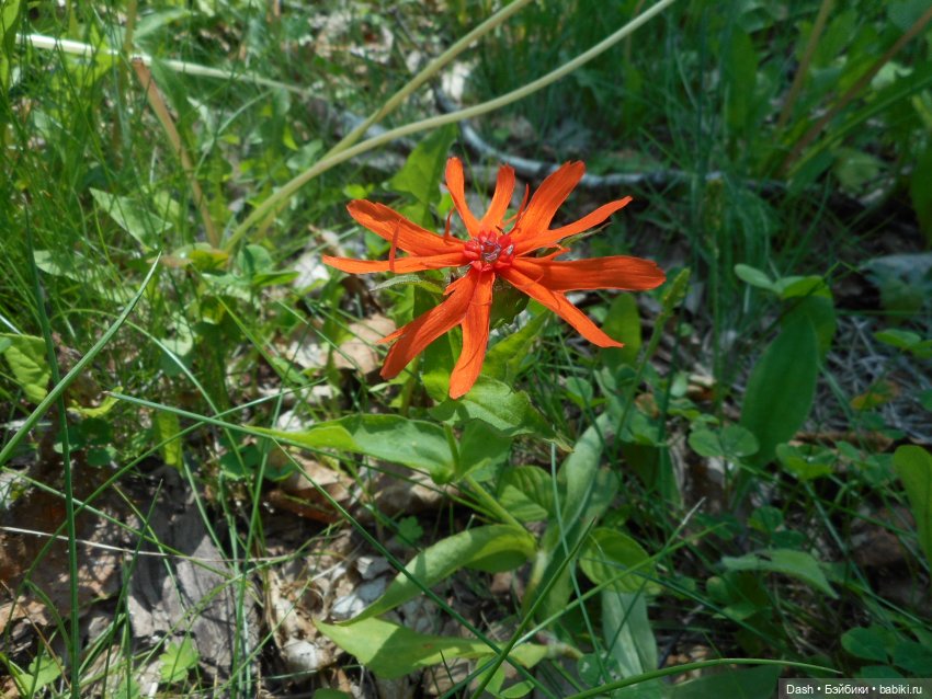 Кошки в большом парке на острове (фото 7)