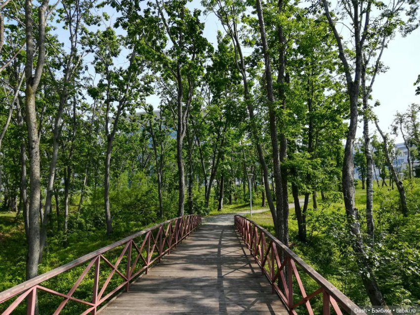 Кошки в большом парке на острове