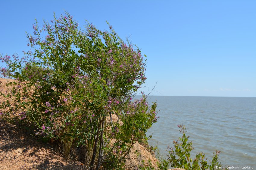 Ханка – самое большое озеро Дальнего Востока