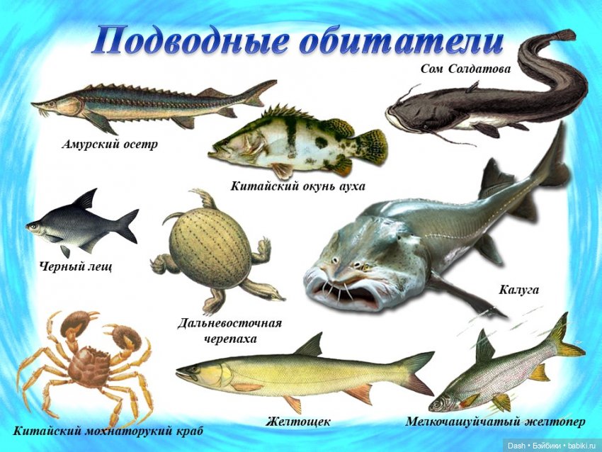 Ханка – самое большое озеро Дальнего Востока (фото 9)