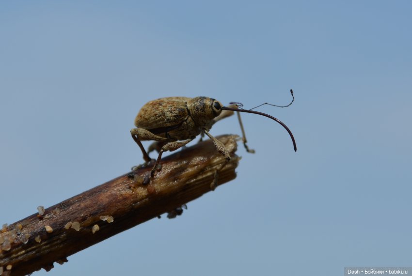 Ханка – самое большое озеро Дальнего Востока