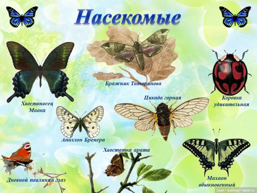 Ханка – самое большое озеро Дальнего Востока