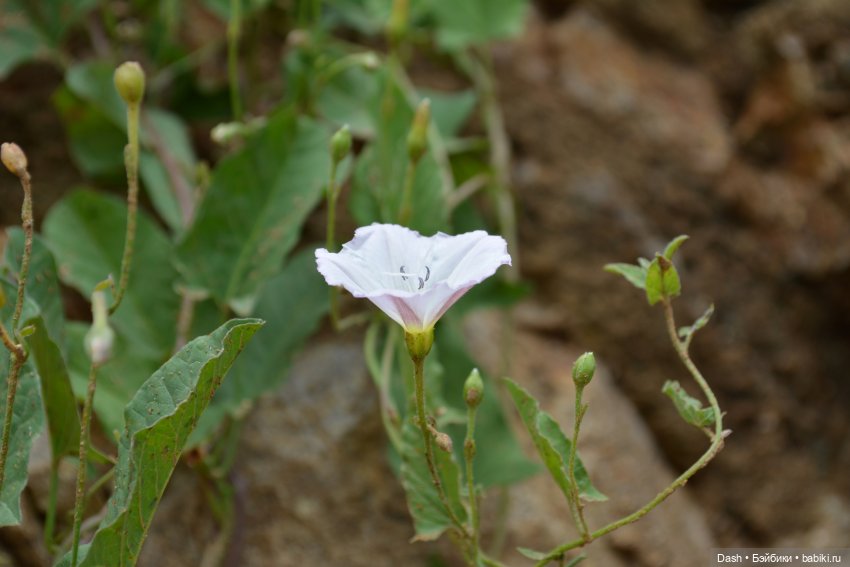 Ханка – самое большое озеро Дальнего Востока