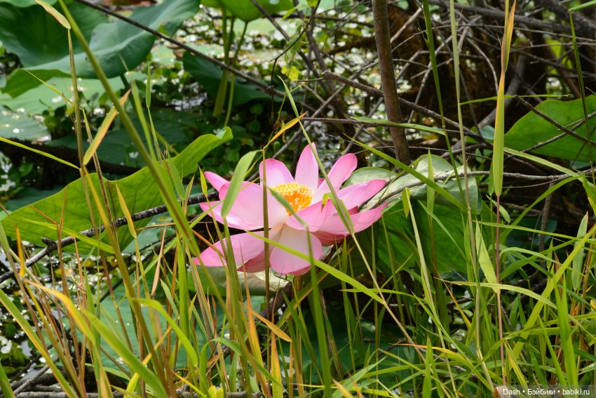 Ханка – самое большое озеро Дальнего Востока