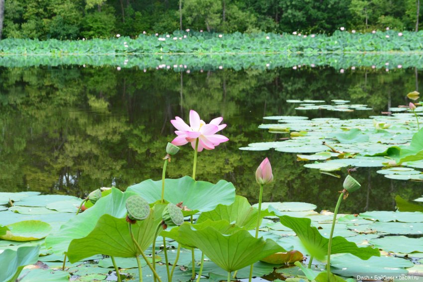 Ханка – самое большое озеро Дальнего Востока