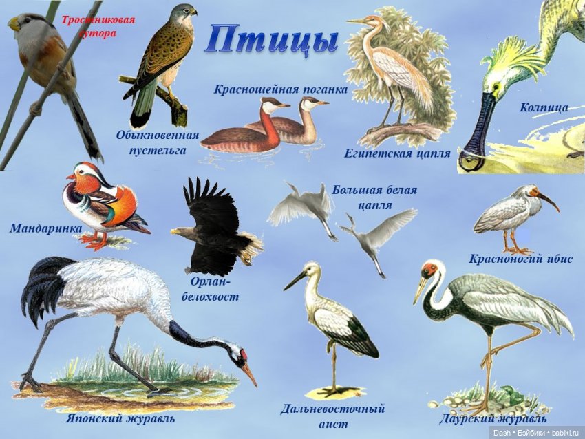 Ханка – самое большое озеро Дальнего Востока (фото 10)