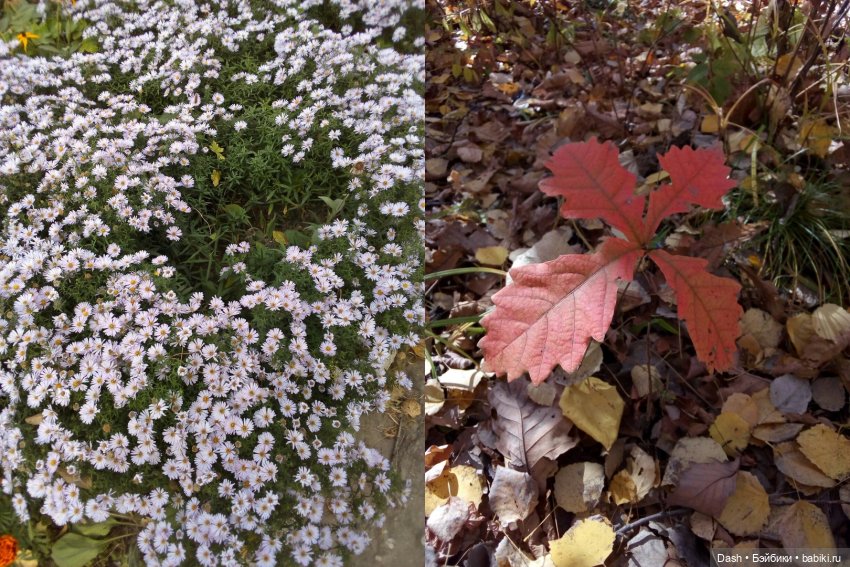 Краски октября — Куклы Monster High и Ever After High: G1 (фото 4)