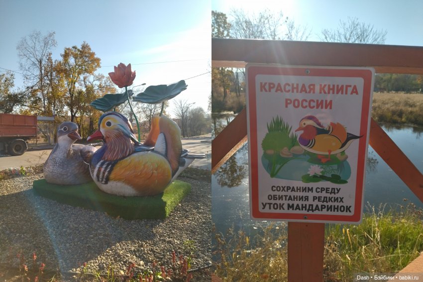 В гостях у уток-мандаринок (фото 3)