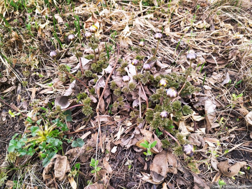 Юный эльф и первоцветы — Куклы Fairyland (ФэйриЛэнд): BJD (БЖД) (фото 6)