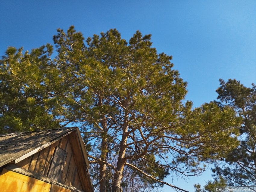 Апрельские похождения Густи | Бэйбики Апрельские похождения Густи (фото 2)