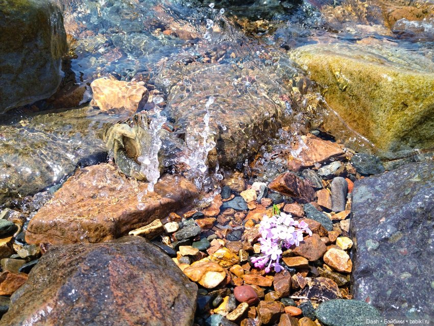 Цветы и море - день чудесный